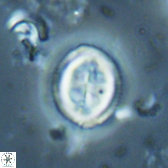 Toweius lamperos 61013