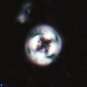 Toweius pertusus 24855