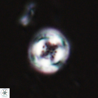 Toweius pertusus 24855