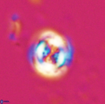 Toweius pertusus 24856