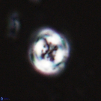 Toweius pertusus 24857