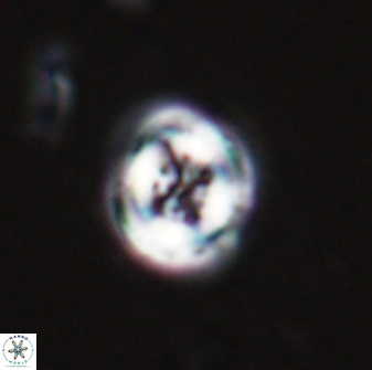 Toweius pertusus 24857