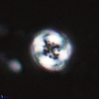 Toweius pertusus 24865
