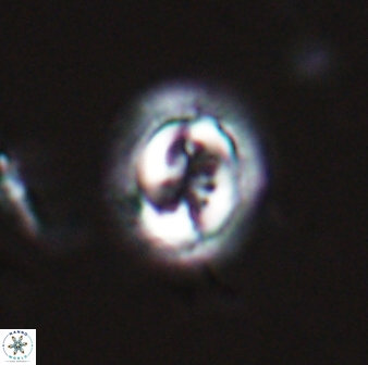 Toweius pertusus 24875