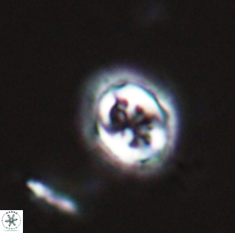 Toweius pertusus 24876