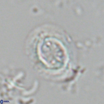 Toweius pertusus 24878