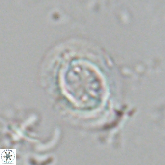 Toweius pertusus 24878