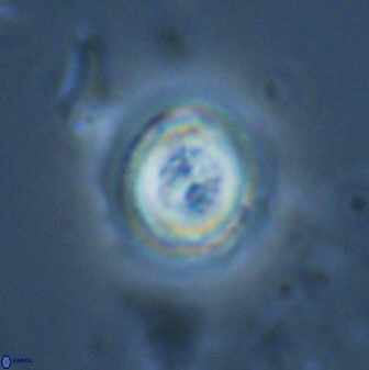 Toweius pertusus 24870