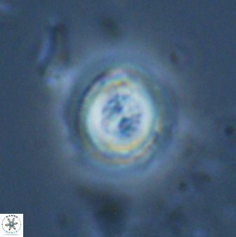 Toweius pertusus 24870
