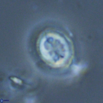 Toweius pertusus 24880