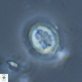 Toweius pertusus 24880