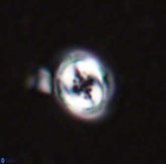 Toweius pertusus 25129