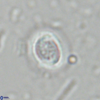 Toweius pertusus 25130