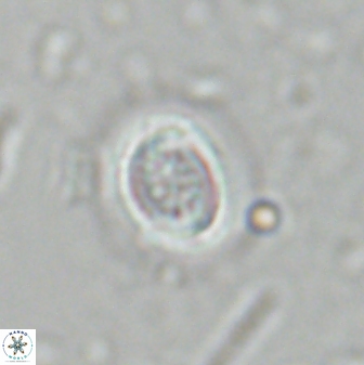 Toweius pertusus 25130