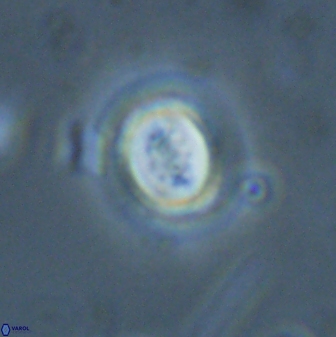 Toweius pertusus 25133