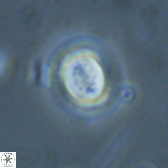 Toweius pertusus 25133