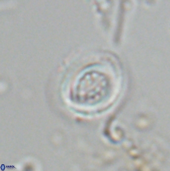 Toweius pertusus 25168
