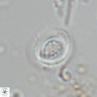 Toweius pertusus 25168