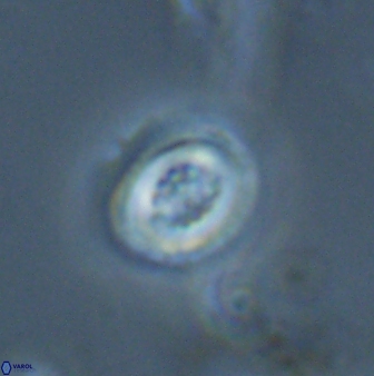 Toweius pertusus 25169