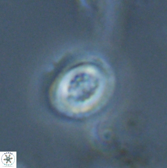 Toweius pertusus 25169