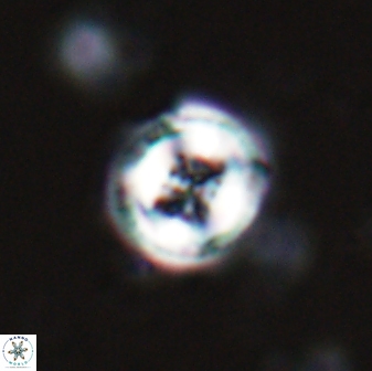 Toweius pertusus 25750