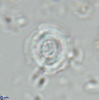 Toweius pertusus 25751