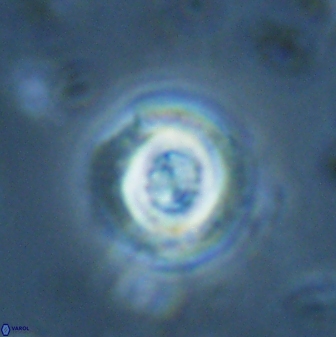 Toweius pertusus 25752