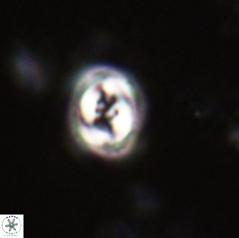 Toweius pertusus 20294