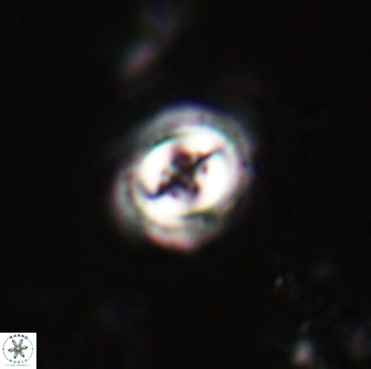 Toweius pertusus 20296