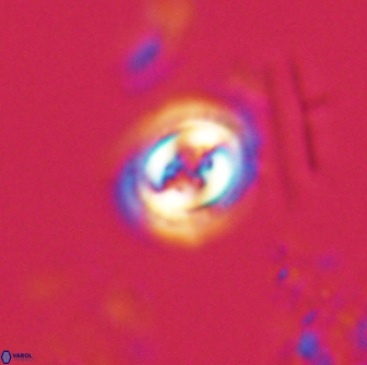 Toweius pertusus 20297