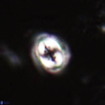 Toweius pertusus 20291
