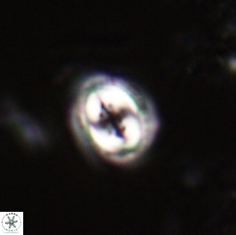 Toweius pertusus 20291