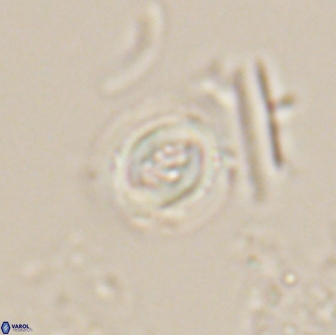Toweius pertusus 20300