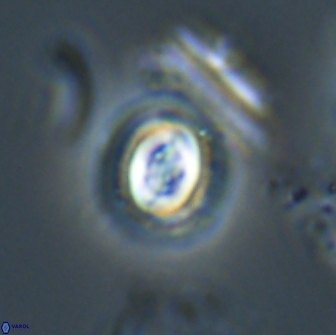 Toweius pertusus 20303