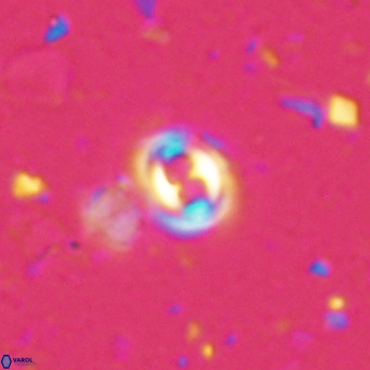Toweius petrinis VR 025378