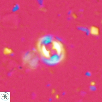 Toweius petrinis VR 025378