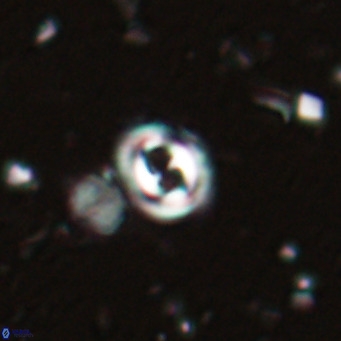 Toweius petrinis VR 025379