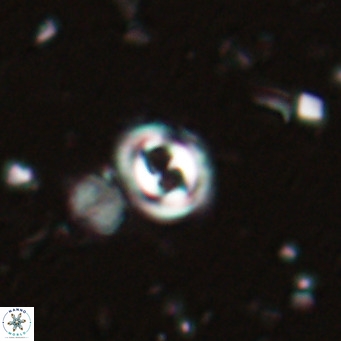 Toweius petrinis VR 025379