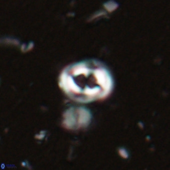 Toweius petrinis VR 025380