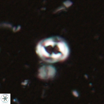 Toweius petrinis VR 025380