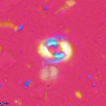 Toweius petrinis VR 025381