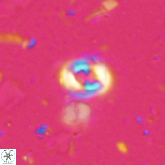 Toweius petrinis VR 025381