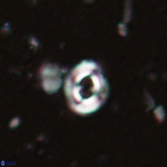 Toweius petrinis VR 025382