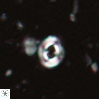 Toweius petrinis VR 025382