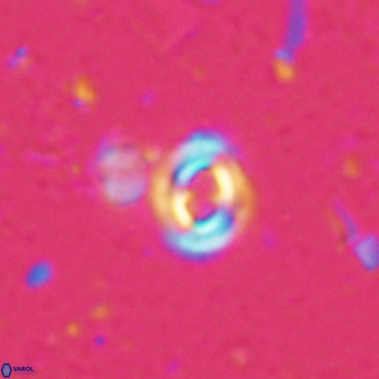 Toweius petrinis VR 025383