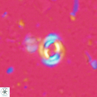 Toweius petrinis VR 025383