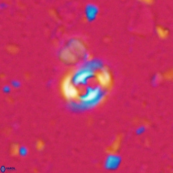 Toweius petrinis VR 025384