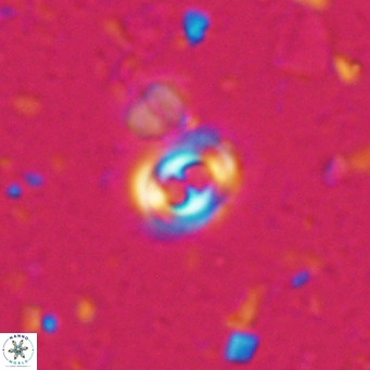 Toweius petrinis VR 025384