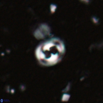 Toweius petrinis VR 025385