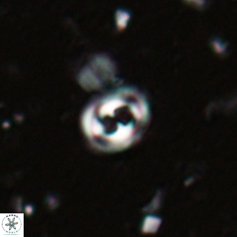 Toweius petrinis VR 025385
